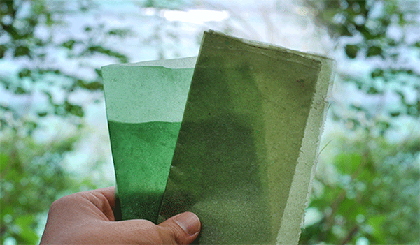 Sustainable seaweed packaging